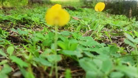 grass with blurred foreground of yellow flowers