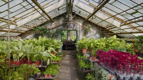 old greenhouse filled with plants