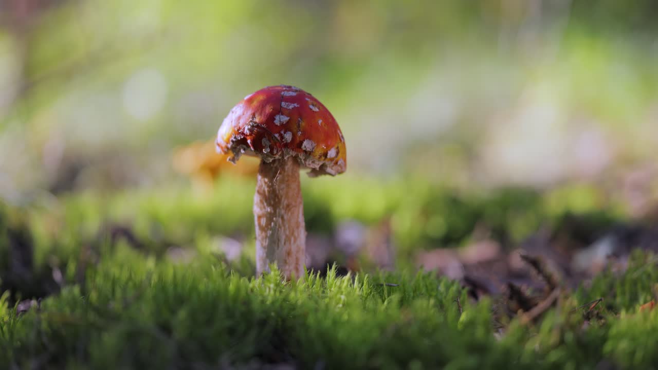 모스 숲 에 있는 은 버섯