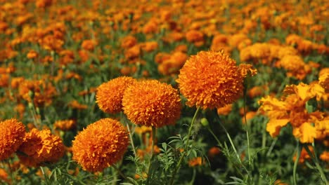 Vídeo-Panorámico-De-Un-Colorido-Campo-De-Flores-De-Caléndula