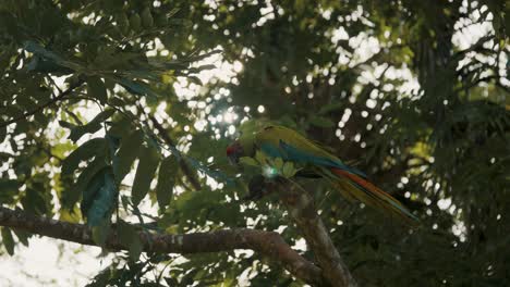 guacamayo verde bastante grande posado en una rama de árbol y volando lejos