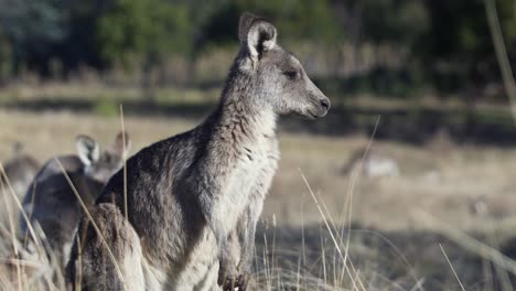 Side-View-Of-A-Wallaby-Standing-And-Looking-Around-Attentively---close-up-shot