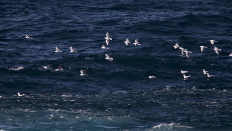 un cardumen de peces pelágicos ataca a los peces carnada más pequeños desde debajo de la superficie del agua, mientras que bandadas de aves oceánicas atacan desde los cielos