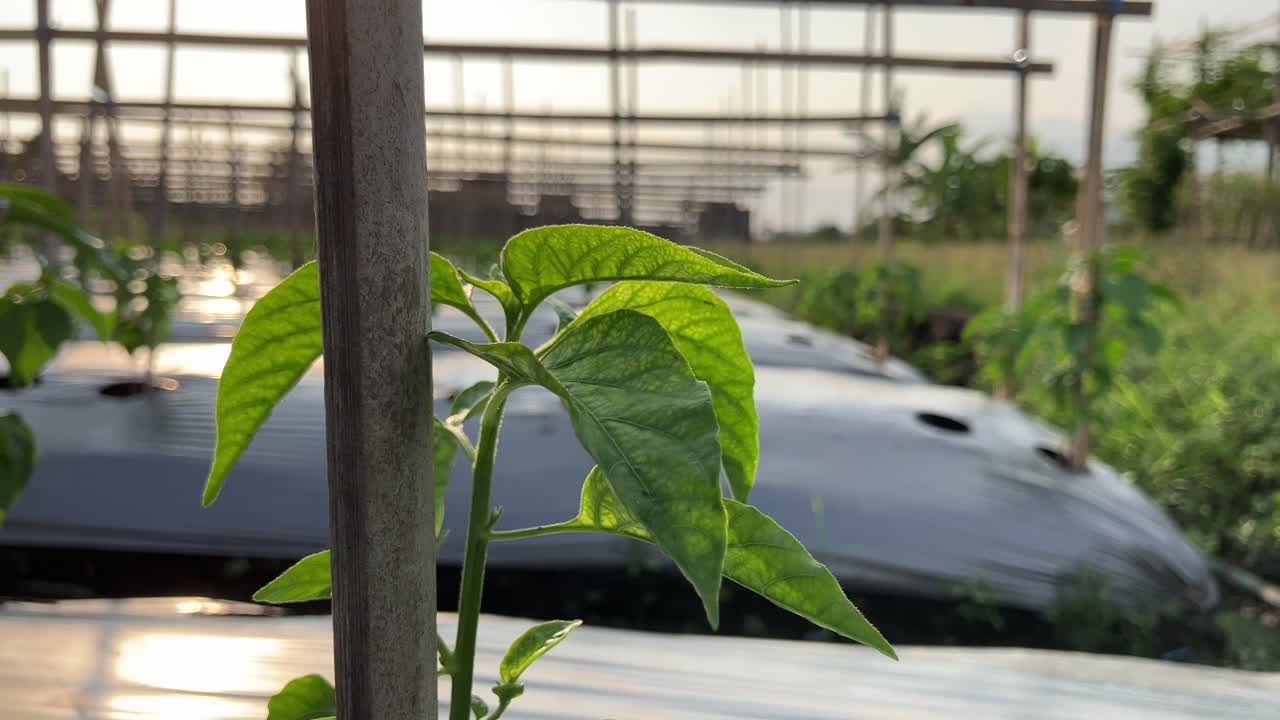 Best 4K footage of Healthy and fresh young organic cayenne pepper plants with a bamboo stake as a background to prevent the plants from collapsing when exposed to wind or rain