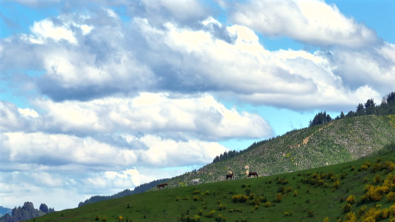 Inspiring aerial drone shot capturing multiple horses grazing peacefully on a large hill with a stunning panoramic view of the Motueka Valley in New Zealand.