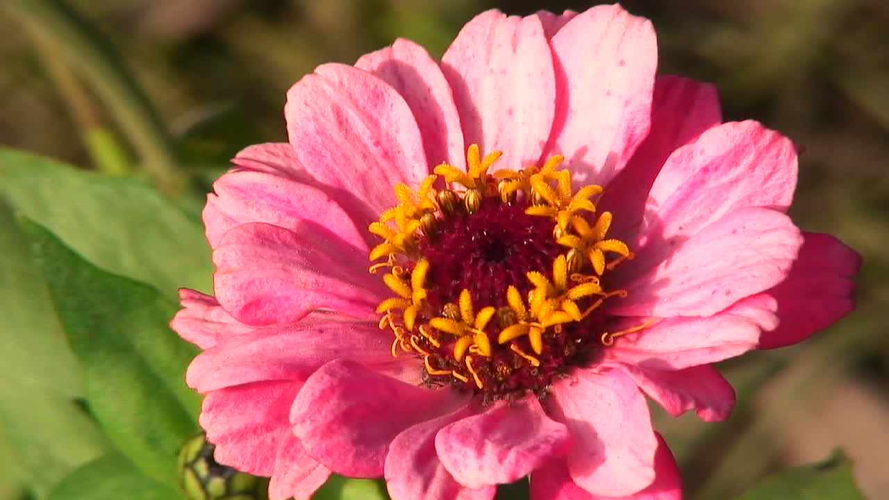 una flor rosa se mueve muy levemente con una ligera brisa