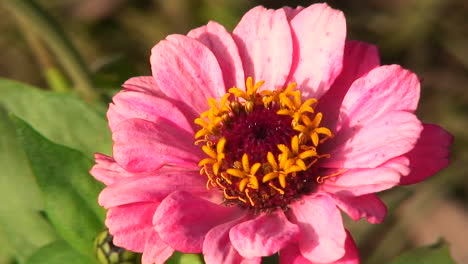 una flor rosa se mueve muy levemente con una ligera brisa