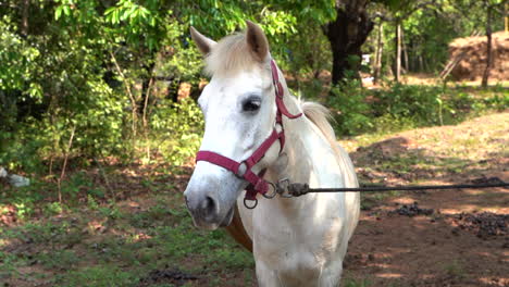 a friendly, pet white horse tied to a tree standing in an outdoor shelter space of a farm land. slow motion shot