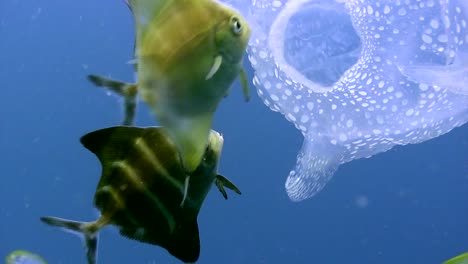 box jellyfish with small fish 7