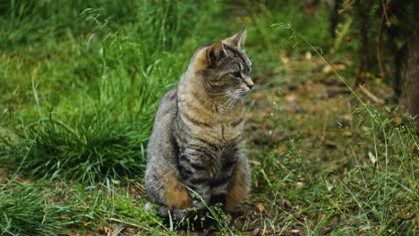 gato gris sentado en la hierba y mirando a su alrededor