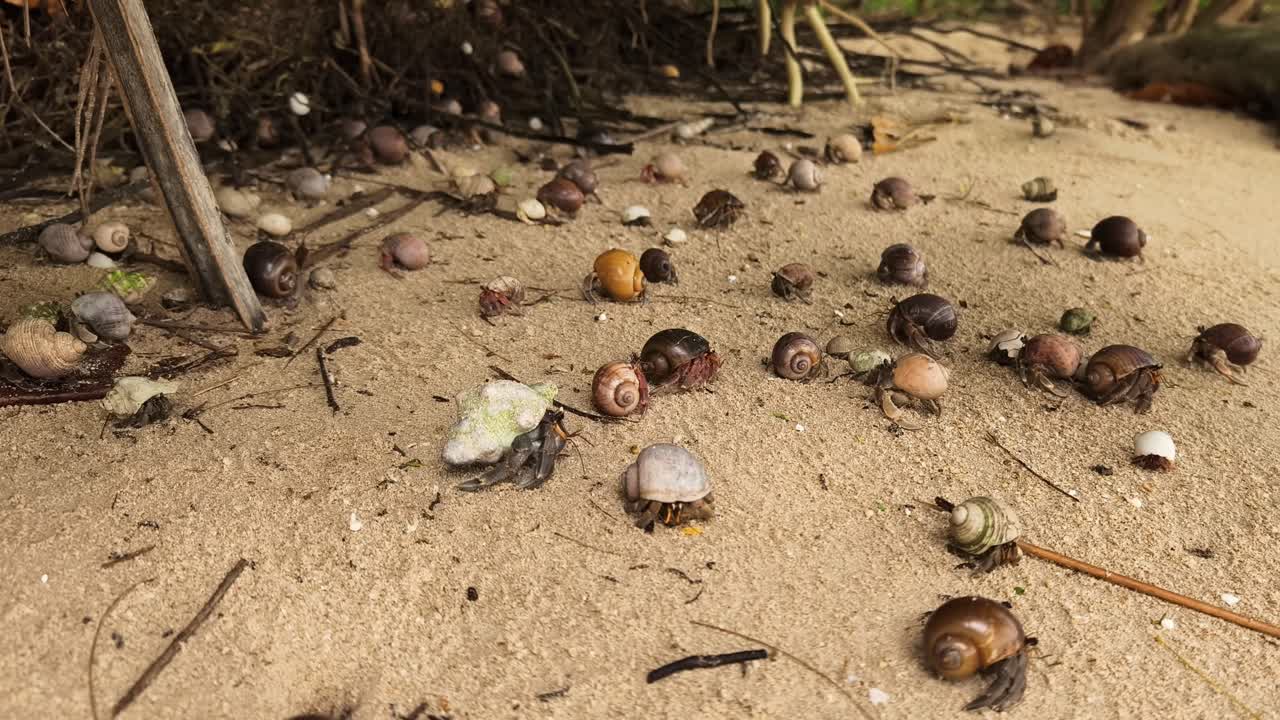 Hermit Crabs on the Beach