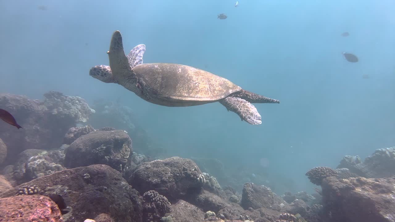 Sea turtle slowly swimming in blue water through sunlight