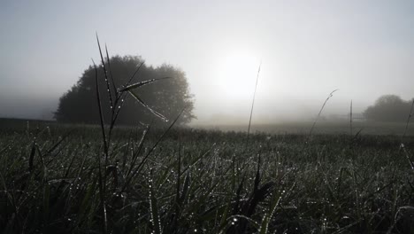 niebla matutina en un campo alemán con gotitas colgando de la hierba alta