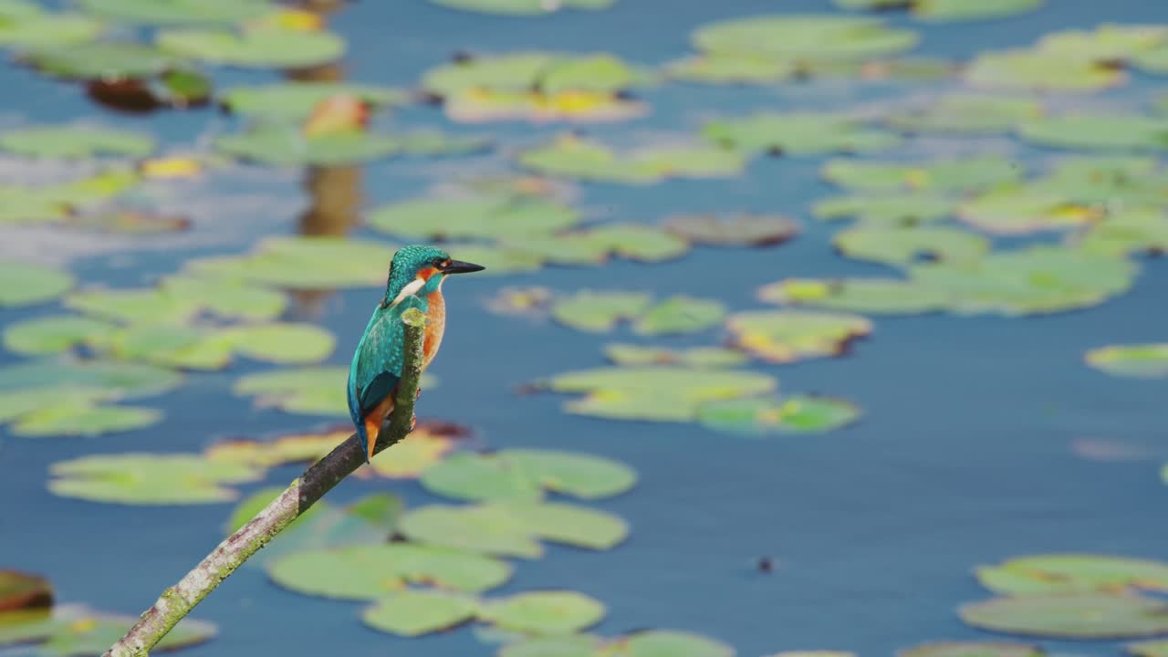 Martin pescatore appollaiato sul bordo di un ramo sopra uno stagno idilliaco in Frisia, Paesi Bassi, con sfondo sfocato di ninfee