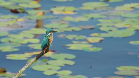 kingfisher perched on edge of branch over idyllic pond in friesland netherlands, lily pad blurred background