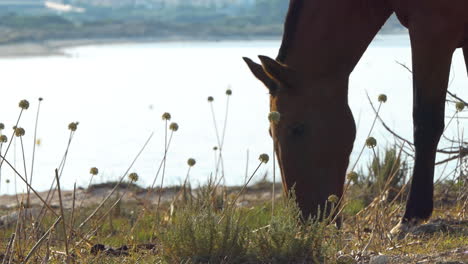 detail of horse fed from low vegetation