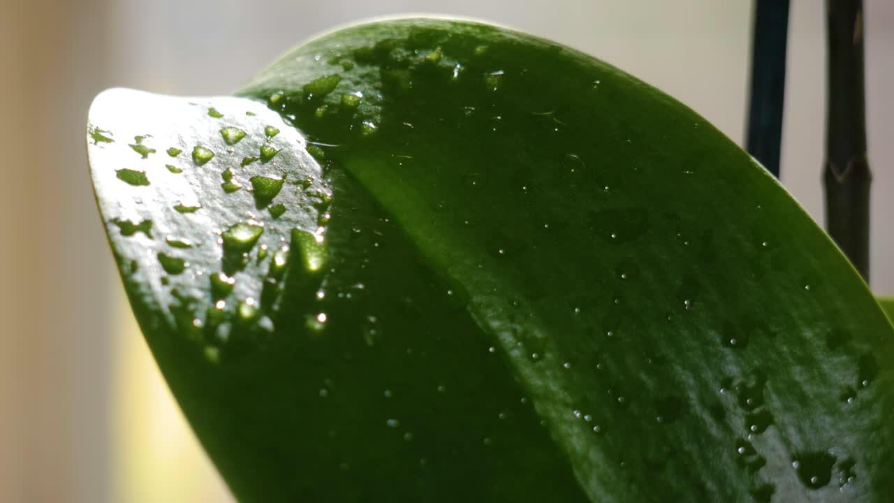 한낮의 태양에 젖은 나뭇잎