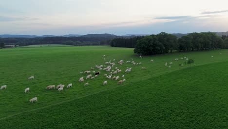 Kühe-Laufen-Auf-Der-Grünen-Wiese,-Wo-Sie-In-Der-Landschaft-Zwischen-Den-Wäldern-Grasen