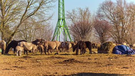 Herd-of-brown-tan-horses-feed-on-a-pasture-with-bare-trees,-timelapse