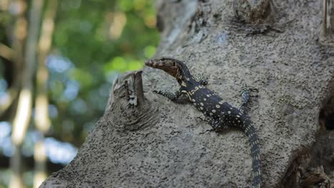 Una-Toma-De-Trípode-De-Un-Joven-Lagarto-Monitor-De-Agua-Negra,-Conocido-Científicamente-Como-Varanus-Salvator,-Concentrándose-En-El-Lado-Izquierdo-Del-Marco-Y-Sacando-La-Lengua-Dividida,-Tailandia