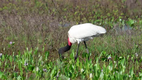 tuiuiú, jabiru, symbol of the pantanal mato grosso do sul, brazil, birds