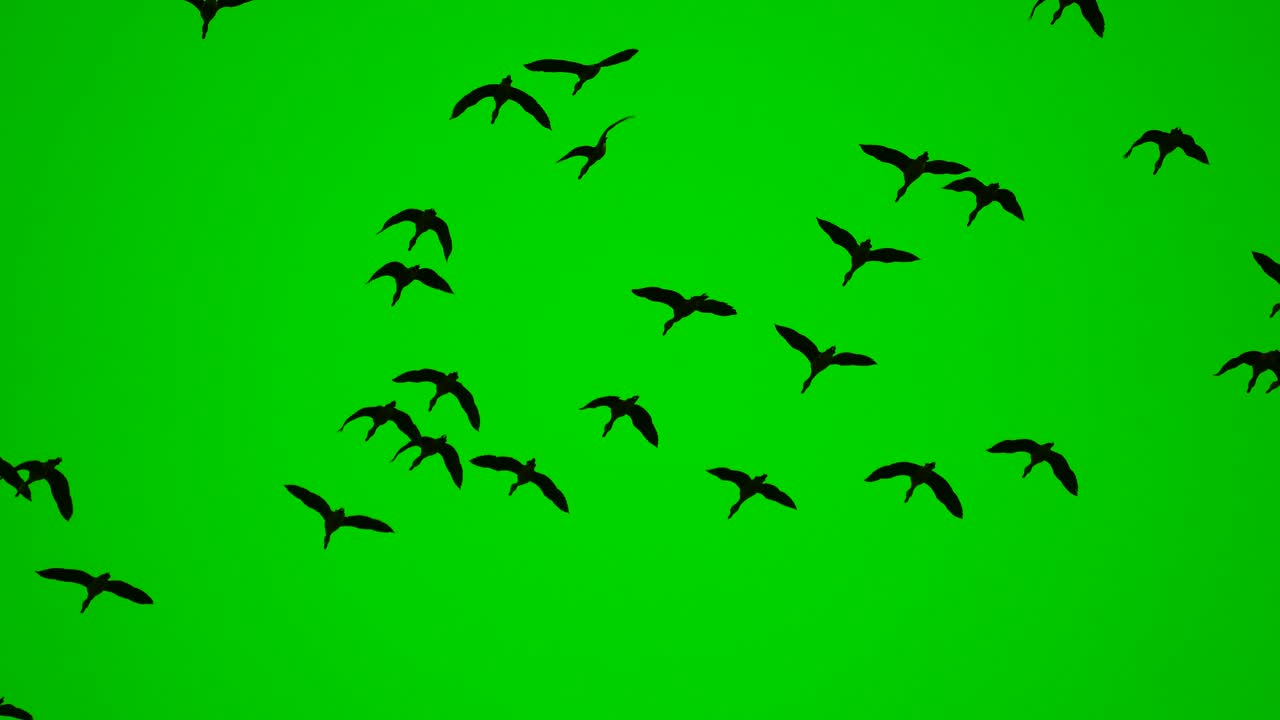 Birds flock flying on green screen background, wild birds on high view ...