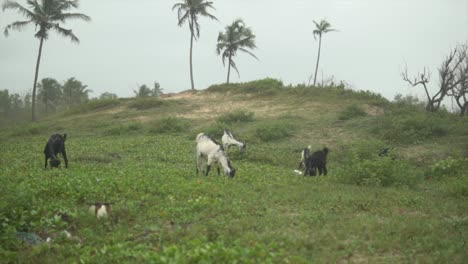 cabras pastando, carmona, prado verde de la colina, cerca de goa, india