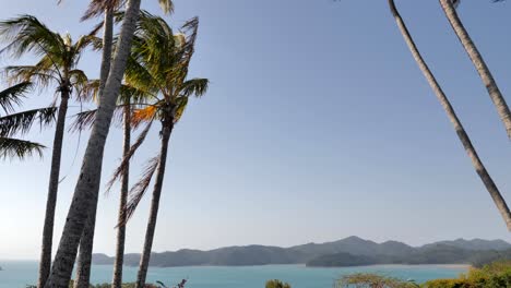 Mirando-Hacia-Abajo-A-Las-Impresionantes-Vistas-Del-Agua-Y-Del-Trópico-En-La-Isla-Hamilton,-Australia,-Panorámica-Hasta-Las-Palmeras-Que-Se-Balancean-En-El-Viento