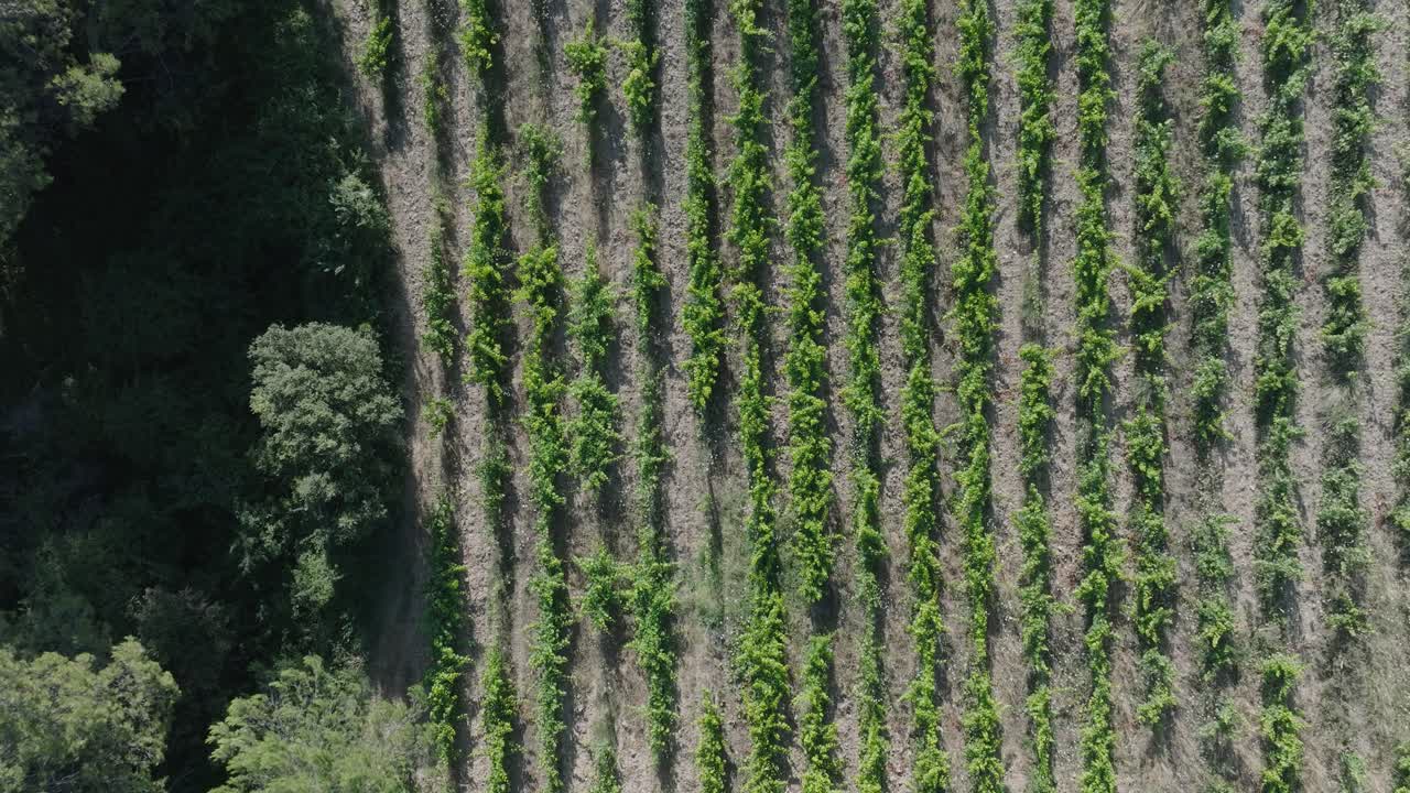 de arriba hacia abajo avión no tripulado vaucluse viñedos de provenza sur de francia