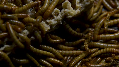 The-Mealworm-is-a-species-of-Darkling-Beetle-used-to-feed-pets-like-fish,-snakes,-birds,-and-frogs