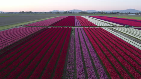 Rows-of-vibrant-Tulip-flower-plants,-on-a-spring-evening---Aerial-ascending-shot