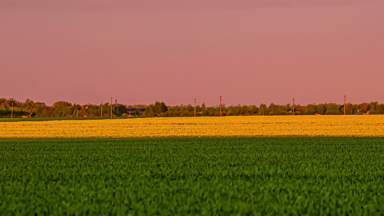 vista panorámica de los campos de colza verde y amarillo por la tarde - clip de fusión de toma amplia