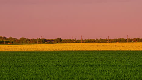 Vista-Panorámica-De-Los-Campos-De-Colza-Verdes-Y-Amarillos-Por-La-Tarde---Clip-De-Fusión-De-Toma-Amplia