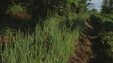 Reihen-Von-Zwiebelpflanzen-In-Einem-Gemüsegarten