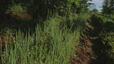 hileras de plantas de cebolla en un huerto