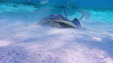 a close up of a southern stingray surrounded by fish in caye caulker, belize