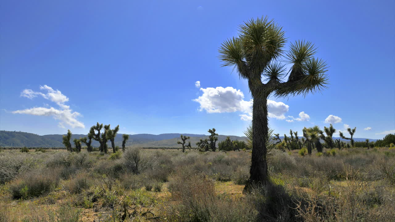 lapso de tiempo de algunas nubes que soplan con árboles de joshua en primer plano