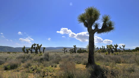 time lapse of some clouds blowing with joshua trees in the foreground