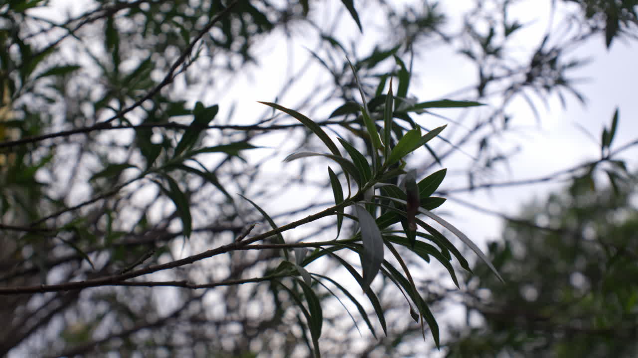 Ramas y hojas de árboles