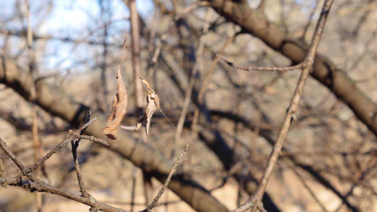 Close up shot of leaves blowing in the wind on a branch