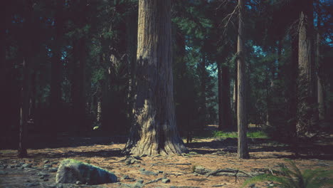 early morning sunlight in the sequoias of mariposa grove