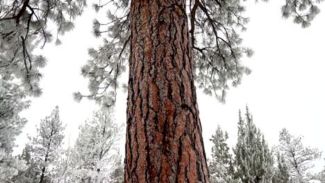 Schwenken-Einer-Ponderosa-Kiefer-Nach-Einem-Winterschneefall