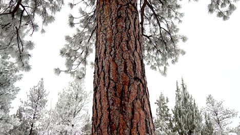 panorámica de un pino ponderosa después de una nevada de invierno