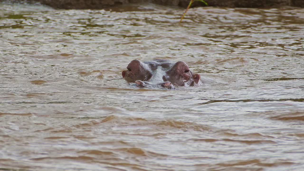 fotografía en cámara lenta de un hipopótamo que emerge de las olas del río mara, una poderosa vida silvestre nadando y cazando en el agua, vida silvestre africana en la reserva nacional de maasai mara, kenia, conservación del norte