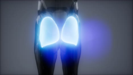 Gluteus-Maximus---Anatomieanimation-Der-Beinmuskulatur