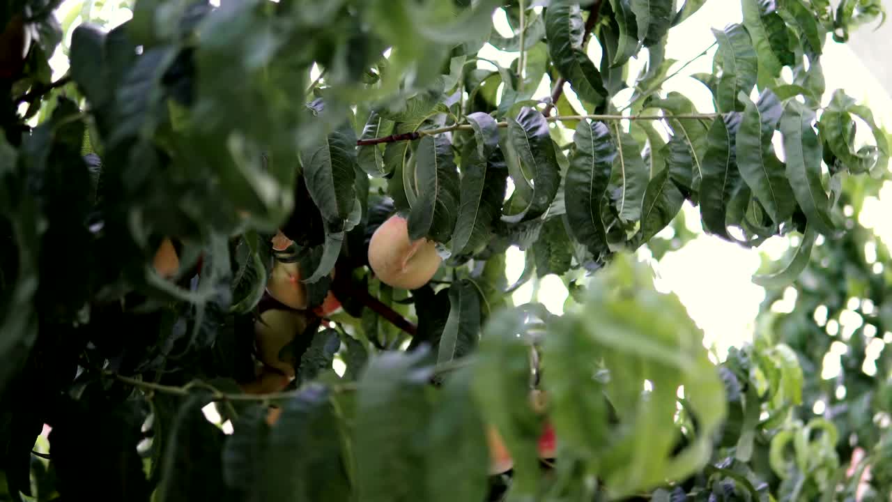 Pesche in crescita su un ramo in frutteto.