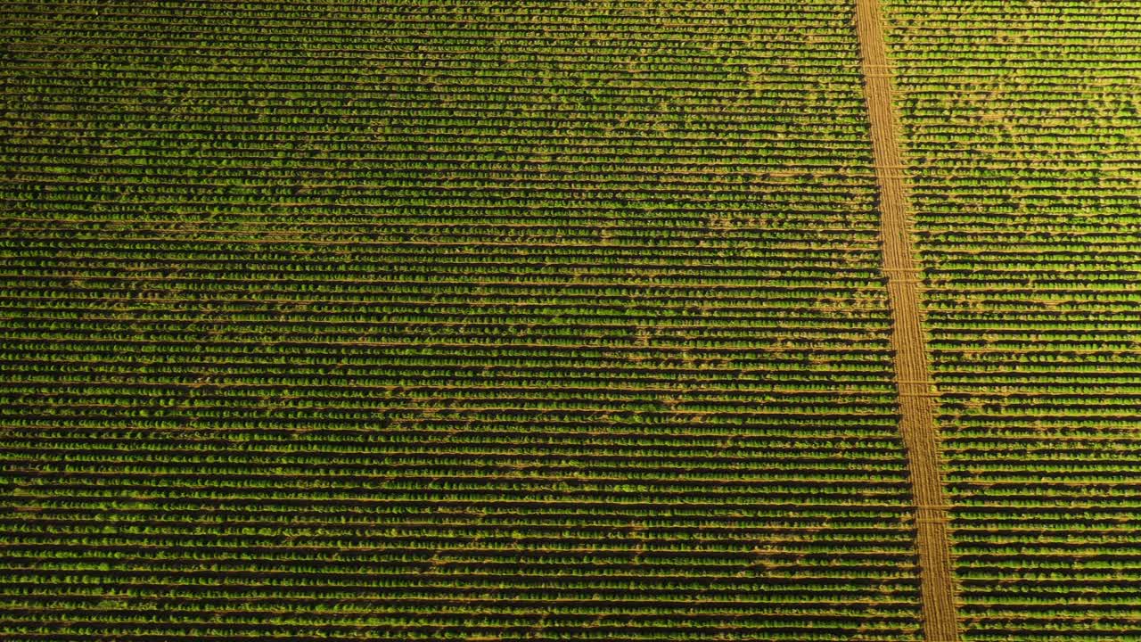 toma aérea superior del vasto campo de lavanda verde en la primavera antes de florecer