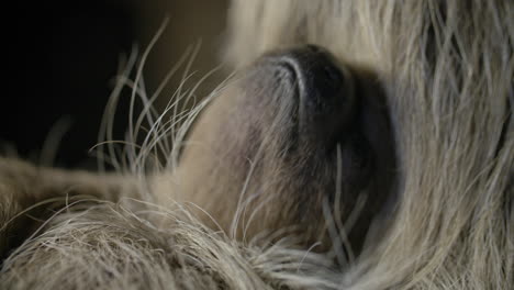 motherhood in the animal kingdom - baby sloth snuggles mom