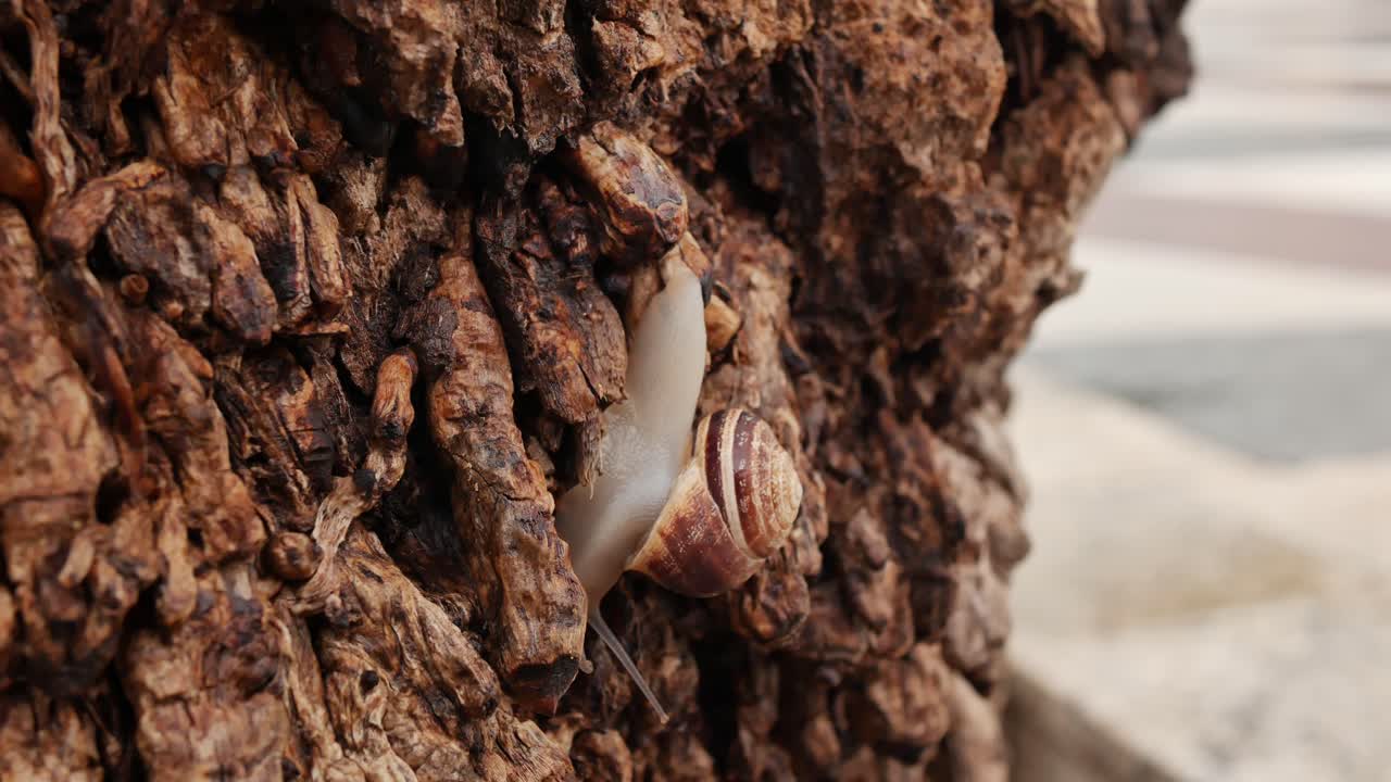 나무 아래로 crwaling 흰 달팽이