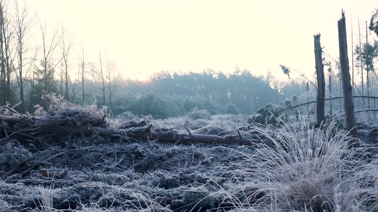 얼어붙은 숲의 해가 뜨는 곳